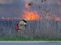 Firefighter extinguishes fire in the field Royalty Free Stock Photo