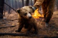 A firefighter or volunteer in a protective suit holds in his arms a bear cub