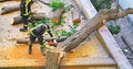 Firefighters cutting a fallen tree against the facade of a building in Barcelona