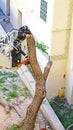 Firefighters cutting a fallen tree against the facade of a building in Barcelona