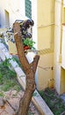 Firefighters cutting a fallen tree against the facade of a building in Barcelona