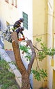 Firefighters cutting a fallen tree against the facade of a building in Barcelona