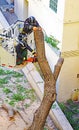 Firefighters cutting a fallen tree against the facade of a building in Barcelona