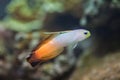 Firefish goby Nemateleotris magnifica Royalty Free Stock Photo