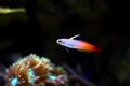 Firefish goby - Nemateleotris magnifica