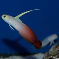 Firefish Goby