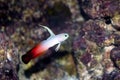 Firefish (Nemateleotris magnifica)