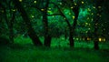 Fireflies in the bush at night at Prachinburi province, Thailand