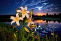 fireflies clustering around a blooming lily at sunset