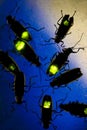 Fireflies Flashing at Night - This Beetle is also known as the Lightning Bug Royalty Free Stock Photo