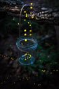 Fireflies flying away from a jar hanged on a tree in the forest.