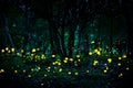 Fireflies flying in the forest at twilight.