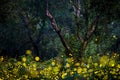 Fireflies flying in the forest at twilight