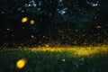 Fireflies flying in night forest Royalty Free Stock Photo