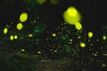 Fireflies glowing in the bush at night in taiwan