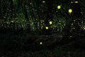 Fireflies/ Night in the forest with fireflies Royalty Free Stock Photo