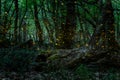 Fireflies/ Night in the forest with fireflies Royalty Free Stock Photo