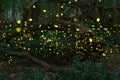 Fireflies in the summer at the fairy forest