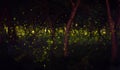 Fireflies in the summer at forest