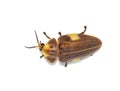 Firefly Aspisoma lineatum