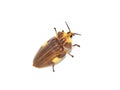 Firefly Aspisoma lineatum