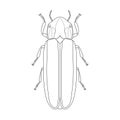 Firefly beetle Lampyridae. Sketch of Firefly