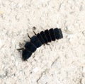 Firefly beetle larva, unusual insect, Lampyridae, close up, macro, Royalty Free Stock Photo