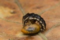 Firefly beetle larvae feeding on snail