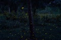 Firefly flying in the forest. Fireflies in the bush at night