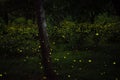 Firefly flying in the forest. Fireflies in the bush at night