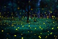 Firefly flying in the forest. Fireflies in the bush at night in Prachinburi Thailand. Long exposure photo. Royalty Free Stock Photo