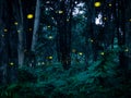 Firefly flying in the forest at night in Prachinburi Thailand. F