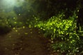 Firefly flying in the forest and road in Taiwan.