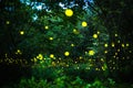 Firefly flying in the night forest Royalty Free Stock Photo