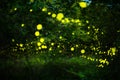 Firefly flying in the night forest Royalty Free Stock Photo