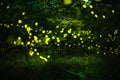 Firefly flying in the night forest Royalty Free Stock Photo