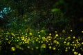 Firefly flying in the night forest Royalty Free Stock Photo