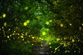 Firefly flying at night in the forest Royalty Free Stock Photo