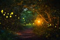 Firefly flying at night in the forest Royalty Free Stock Photo