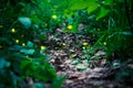 Firefly in the forest