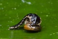 Firefly larva with prey