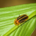 Firefly, lightning bug Royalty Free Stock Photo