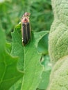 Firefly lightning bug insect on leaf Royalty Free Stock Photo