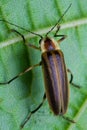 Firefly - Lightning Bug on Leaf Royalty Free Stock Photo