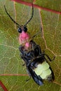 Firefly - Lightning Bug on Leaf