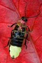 Firefly - Lightning Bug on Red Leaf Royalty Free Stock Photo