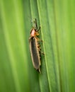 Firefly or Lightning Bug Royalty Free Stock Photo