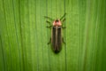 Firefly or Lightning Bug Royalty Free Stock Photo