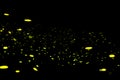 Firefly, lightning bugs on black background