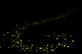 Firefly, lightning bugs on black background